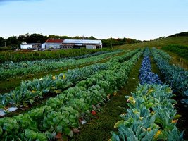 Free seeds for seniors Row of crops