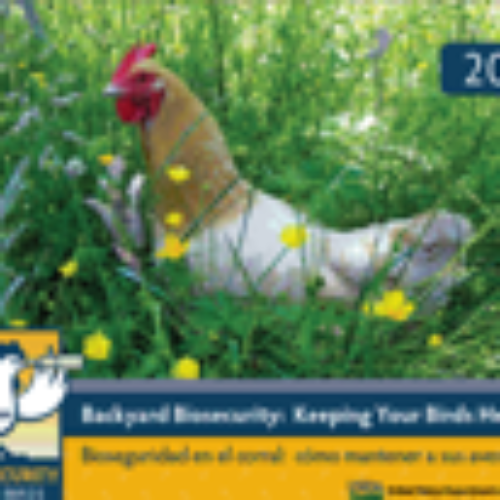 Free 2012 Biosecurity For Birds Calendar