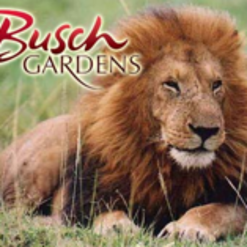Busch Gardens Tampa Senior Discount