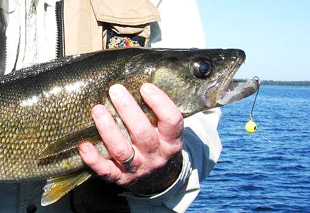 Free Danlure Freedom Jig