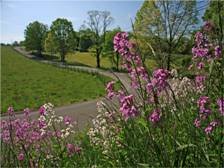 Free Roadsides In Bloom Calendar