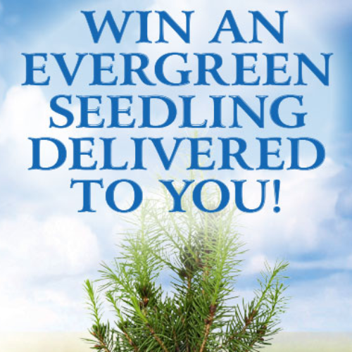 Organic Creamery: Win An Everygreen Seedling