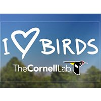 Free I Love Birds Decal