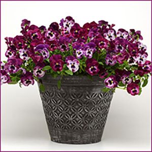 Win Cool Wave Pansies