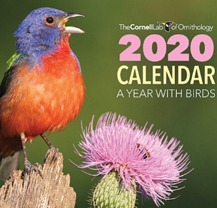 Free 2020 Cornell Ornithology Lab Calendar