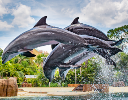 Exclusive Discounts for Veterans at SeaWorld and Discovery Cove