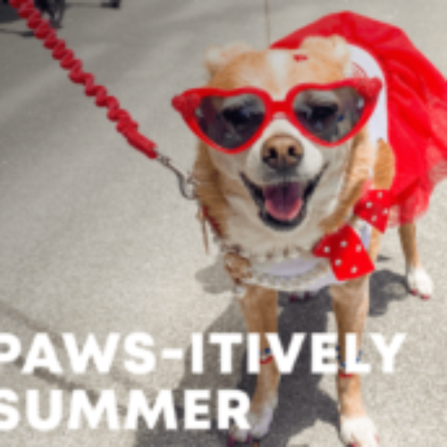 Free event: Paws-itively Summer