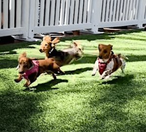 FREE Dog Event WESTWORLD Scottsdale - INDOORS!