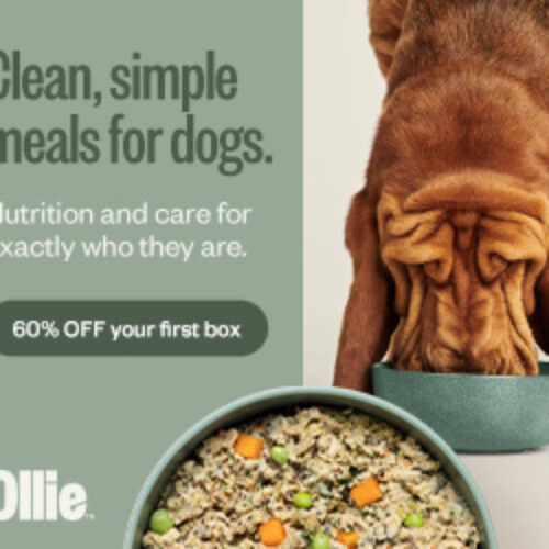 Exclusive 60% discount on your first box of Ollie's nutritious offerings