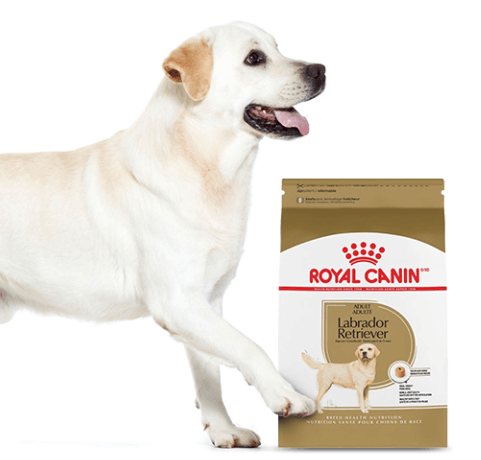 Free Royal Canin Labrador Retriever