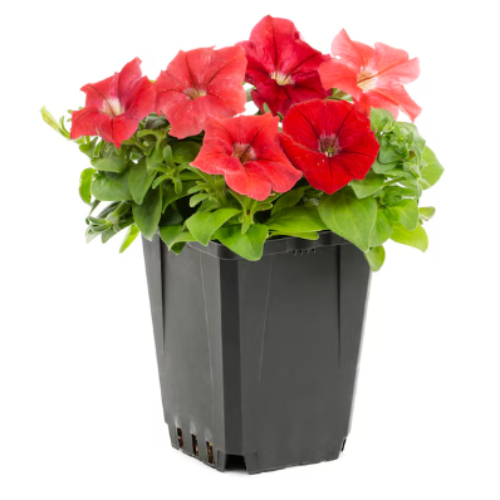 Lowe’s Rewards: Free Annual Flower- May 11th-12th