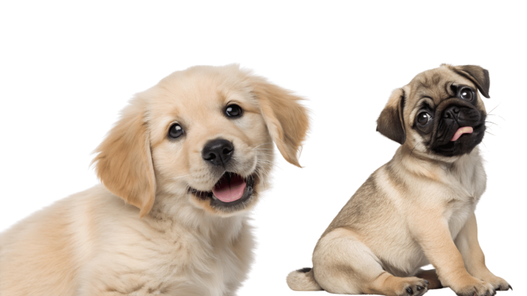 Free Weekly Events at Petco Stores